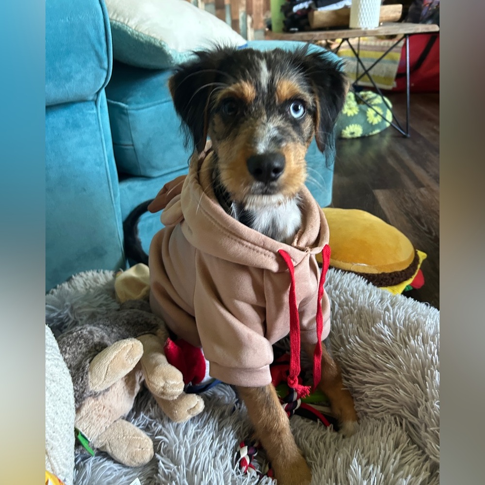 Dog hoodie sweatshirt with reindeer antlers - Picture 6 of 11